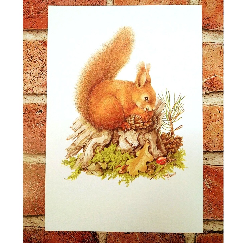European Red Squirrel Art Print 1999 Ohne Sorge 7"x10" Wall Decor‎